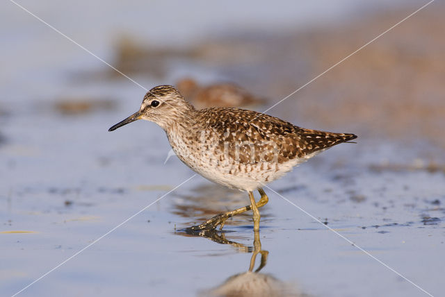 Wood Sandpiper (Tringa glareola)