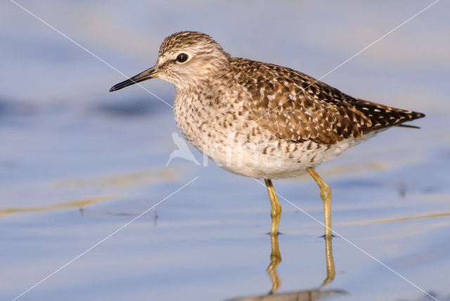 Bosruiter (Tringa glareola)