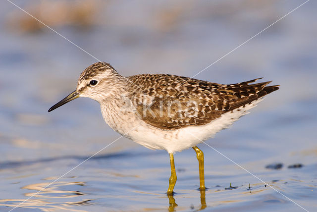 Bosruiter (Tringa glareola)