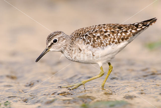 Bosruiter (Tringa glareola)