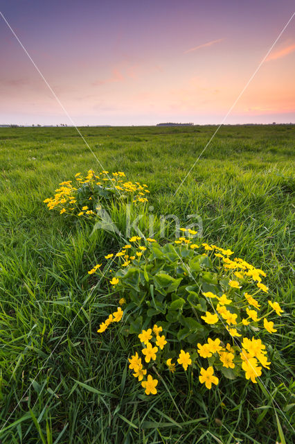 Boterbloem (Ranunculus)