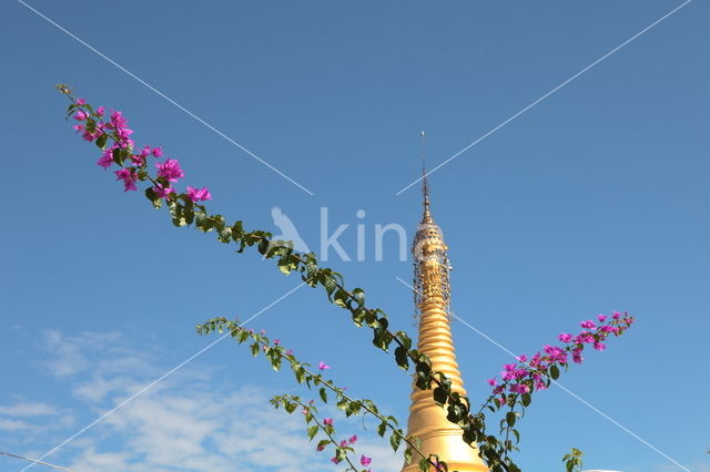 Bougainville (Bougainvillea)