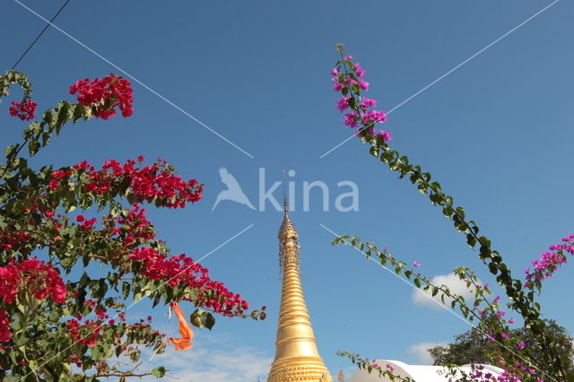 Bougainville (Bougainvillea)