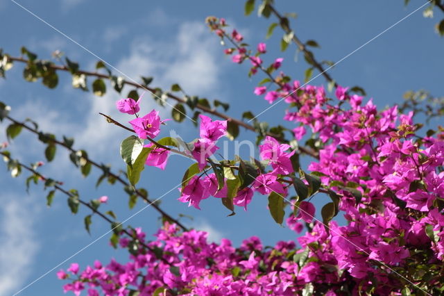 Bougainvillea