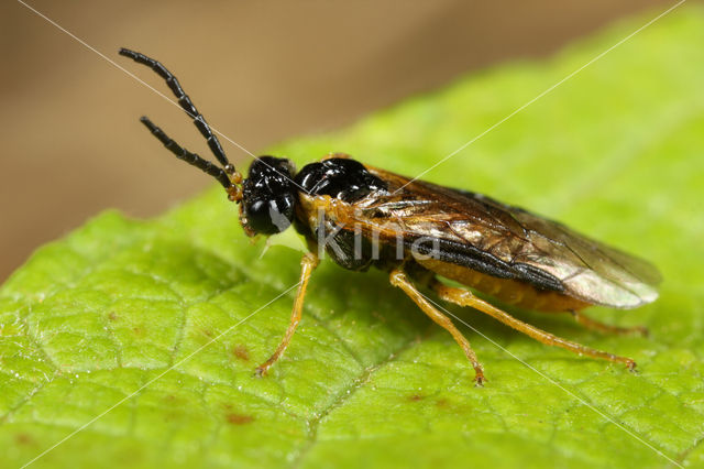 Brachythops flavens