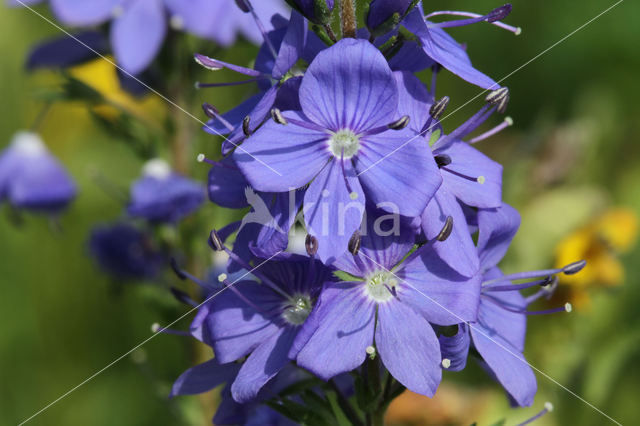 broadleaf speedwell (Veronica austriaca ssp. teucrium)