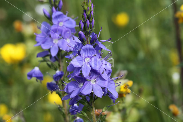 broadleaf speedwell (Veronica austriaca ssp. teucrium)