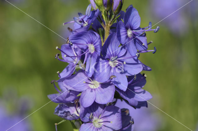 broadleaf speedwell (Veronica austriaca ssp. teucrium)