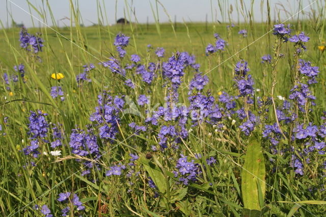 Brede ereprijs  (Veronica austriaca ssp. teucrium)