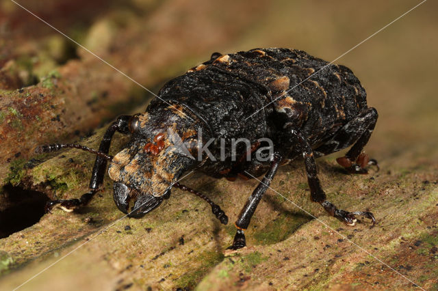 Platyrhinus resinosus