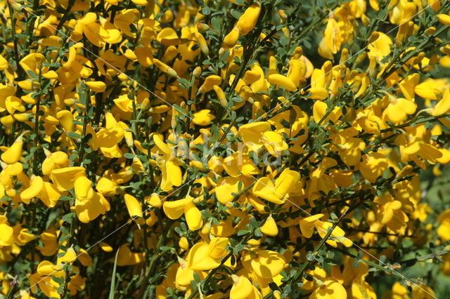 Brem (Cytisus scoparius)