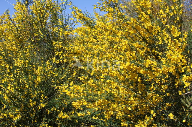 Broom (Cytisus scoparius)