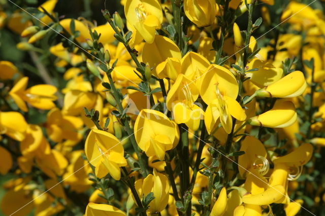 Brem (Cytisus scoparius)