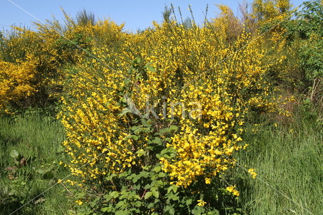 Brem (Cytisus scoparius)