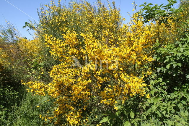 Brem (Cytisus scoparius)