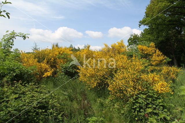 Brem (Cytisus scoparius)