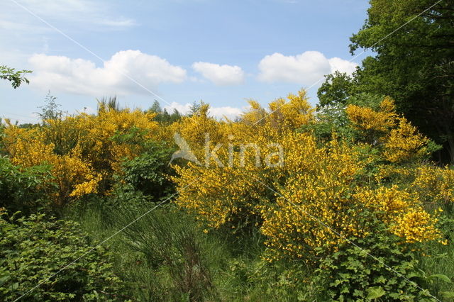 Broom (Cytisus scoparius)
