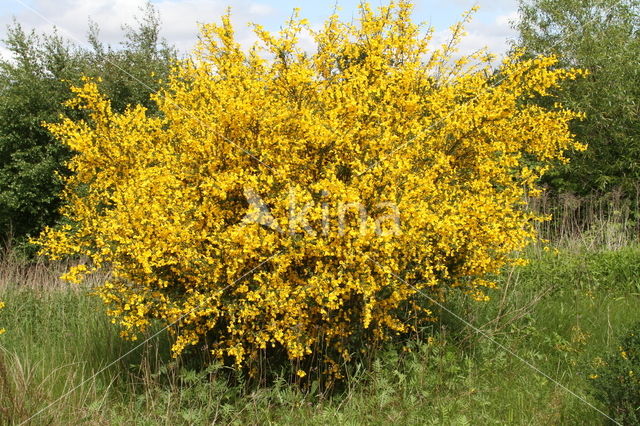 Broom (Cytisus scoparius)