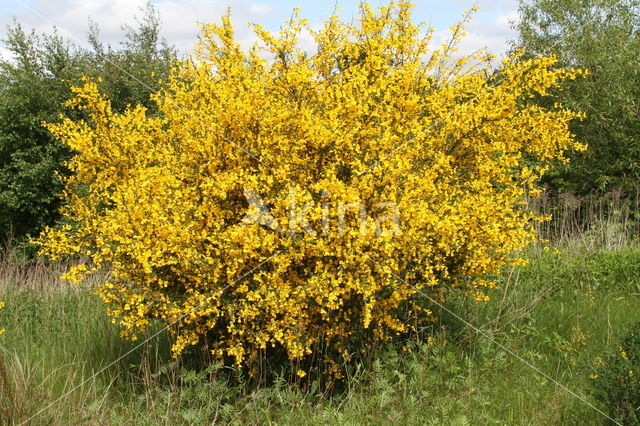 Brem (Cytisus scoparius)