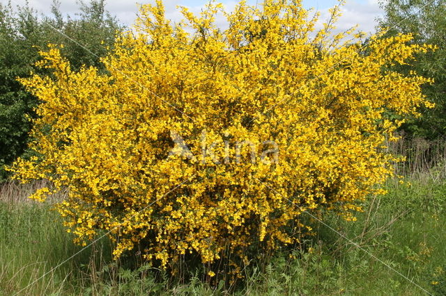 Brem (Cytisus scoparius)