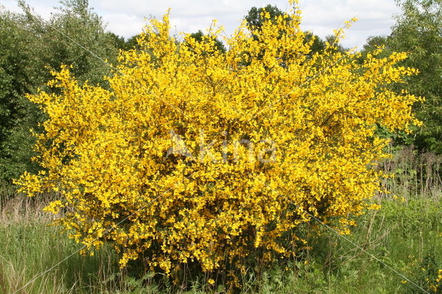 Brem (Cytisus scoparius)