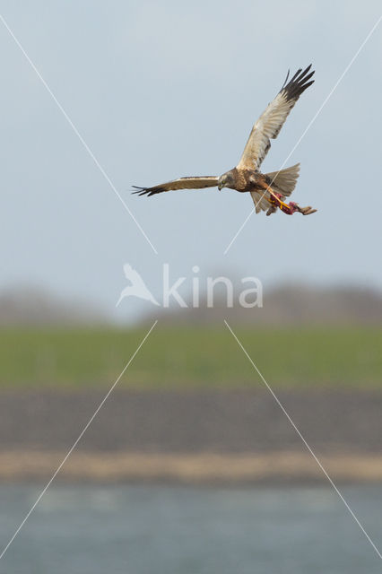 Bruine Kiekendief (Circus aeruginosus)