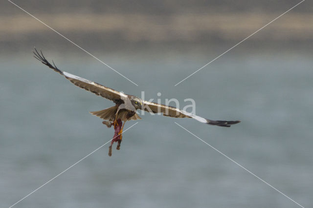 Bruine Kiekendief (Circus aeruginosus)