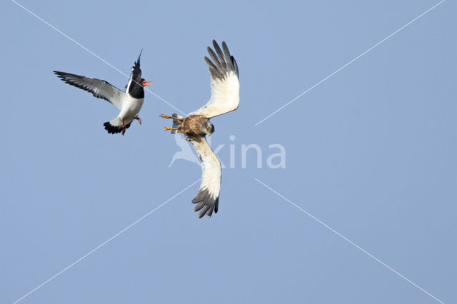 Bruine Kiekendief (Circus aeruginosus)