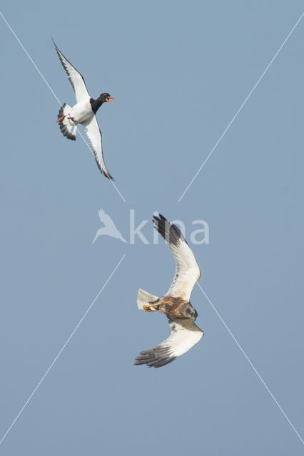 Bruine Kiekendief (Circus aeruginosus)