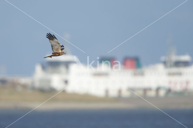 Bruine Kiekendief (Circus aeruginosus)