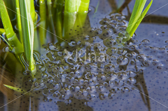 Bruine kikker (Rana temporaria)