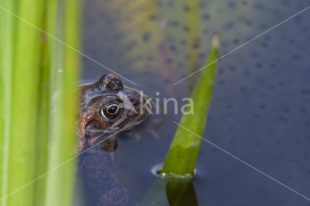 Bruine kikker (Rana temporaria)