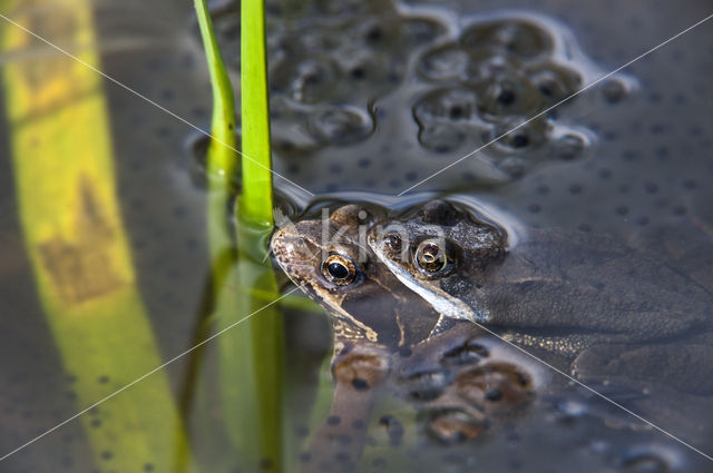 Bruine kikker (Rana temporaria)