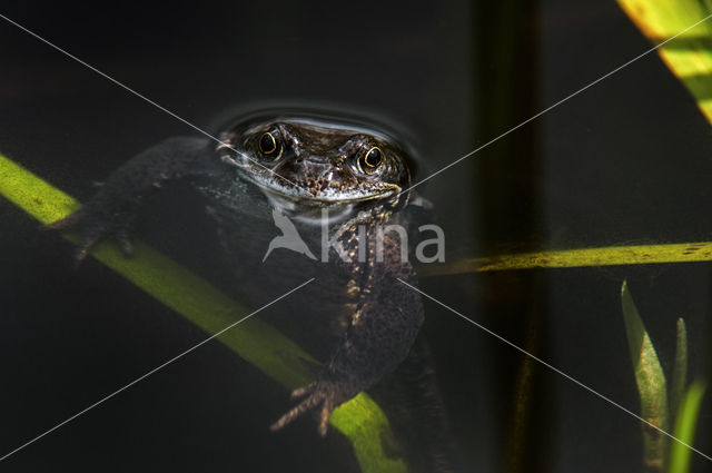 Bruine kikker (Rana temporaria)