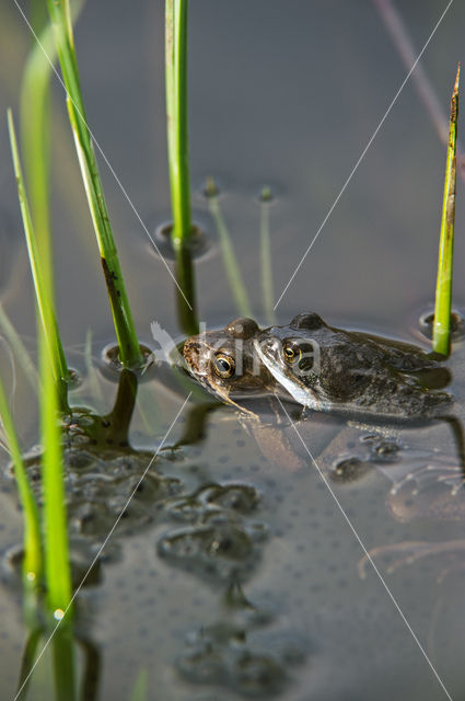 Bruine kikker (Rana temporaria)