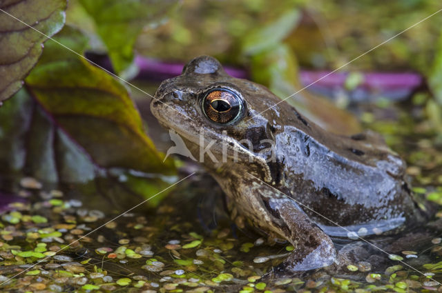 Common Frog (Rana temporaria)