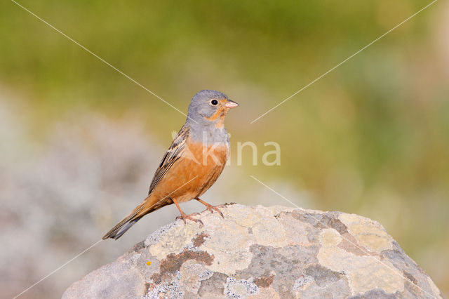 Cretzschmar's bunting (Emberiza caesia)