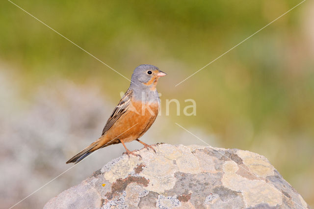 Cretzschmar's bunting (Emberiza caesia)