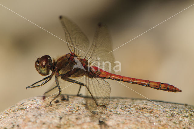 Common Darter (Sympetrum striolatum)