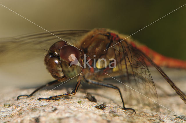 Bruinrode heidelibel (Sympetrum striolatum)