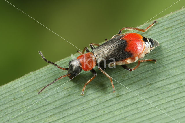 Cerapheles terminatus