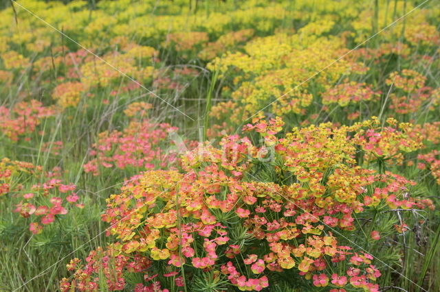 Cypress Spurge (Euphorbia cyparissias)