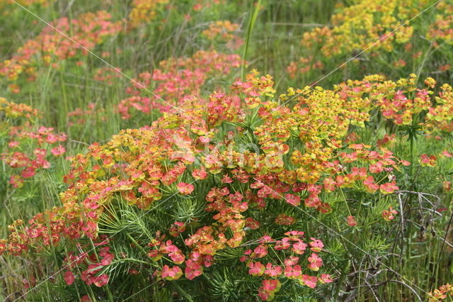 Cypress Spurge (Euphorbia cyparissias)