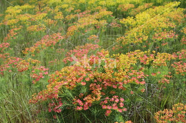 Cypress Spurge (Euphorbia cyparissias)