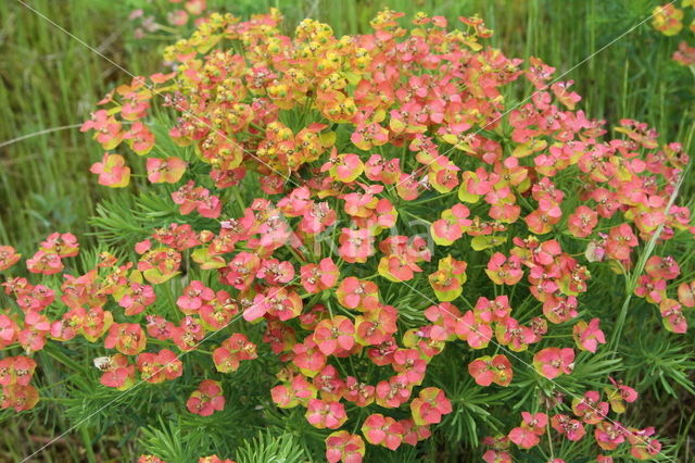 Cypress Spurge (Euphorbia cyparissias)