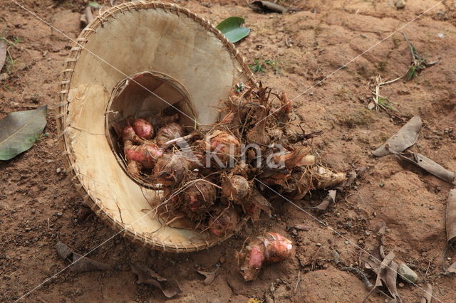 Colocasia esculenta