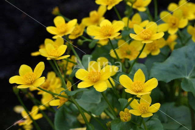 Dotterbloem (Caltha palustris)