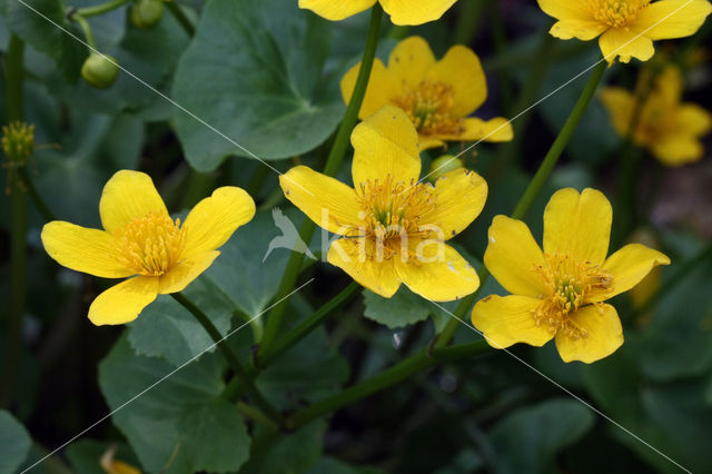 Dotterbloem (Caltha palustris)