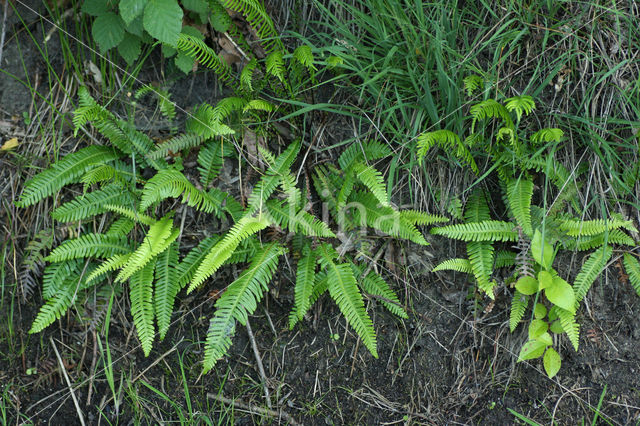 Dubbelloof (Blechnum spicant)