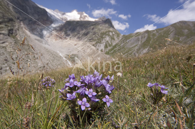 Chiltern Gentian (Gentiana germanica)